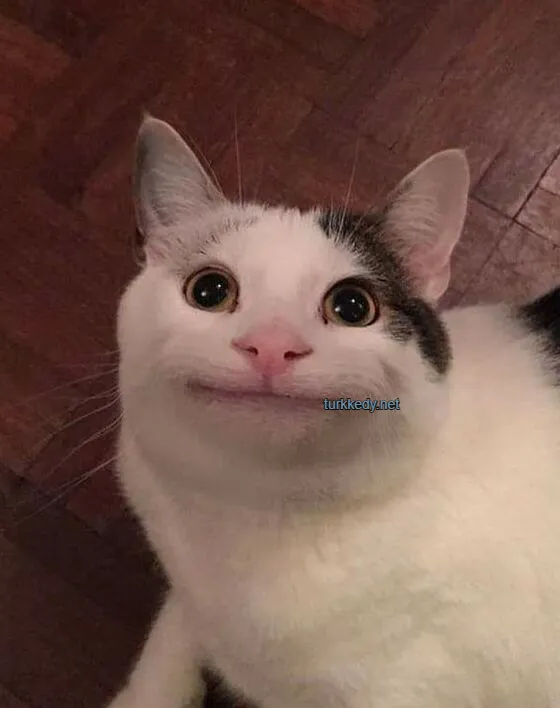 Kedi #4011
